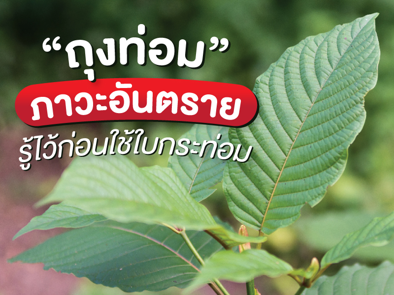 “ถุงท่อม” ภาวะอันตราย รู้ไว้ก่อนใช้ใบกระท่อม